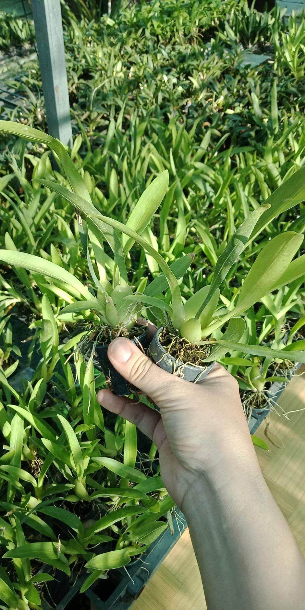 Vũ nữ Ha- nu -maan giống hoa thơm