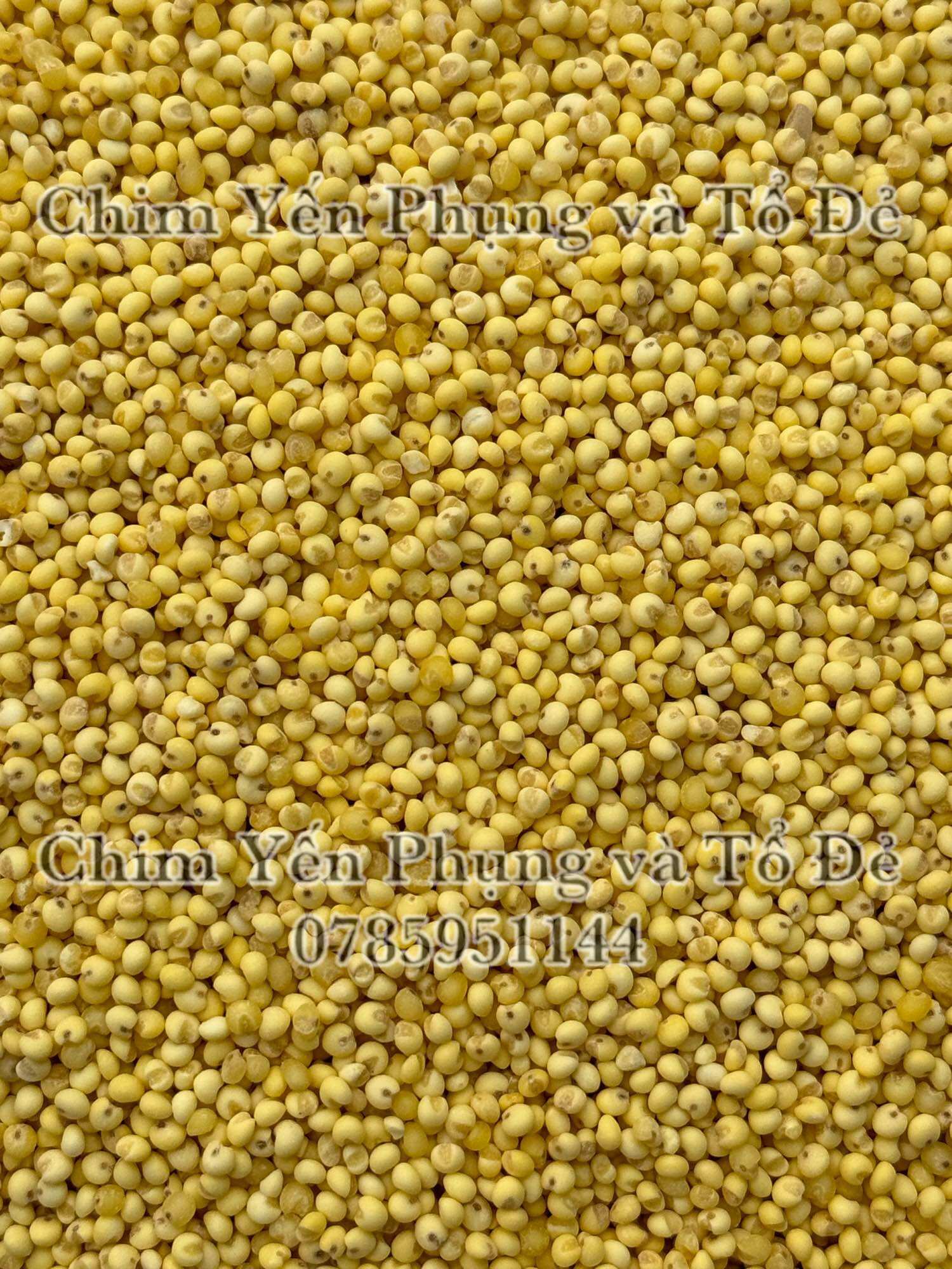 500gr hạt kê nếp vàng (đã bóc vỏ) giàu dinh dưỡng..