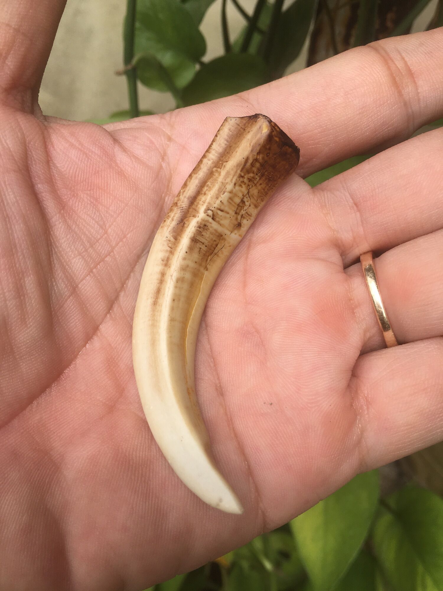 Nanh heo rừng mỹ nghệ.