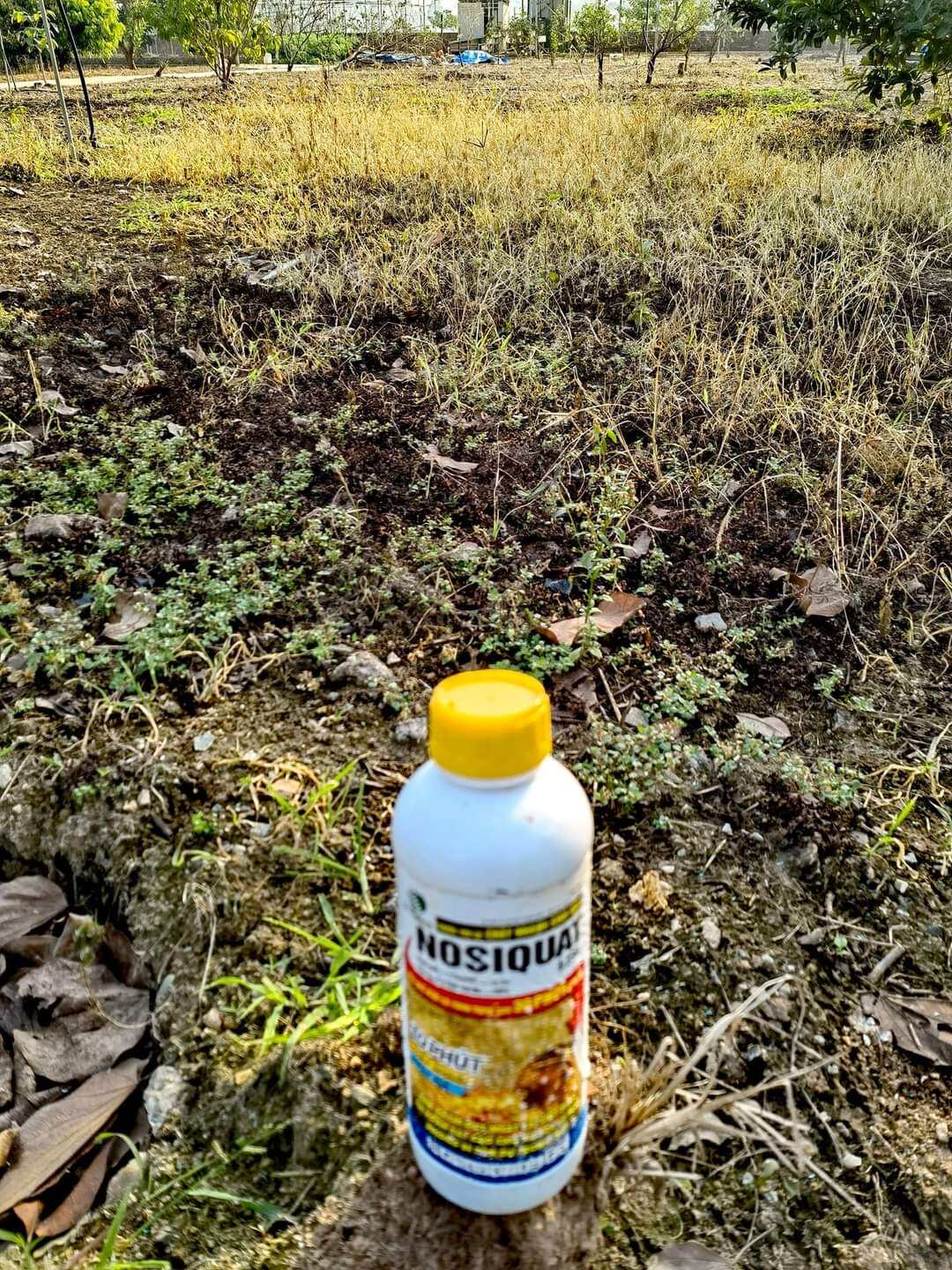 Trừ cỏ sinh học cho farm hữu cơ