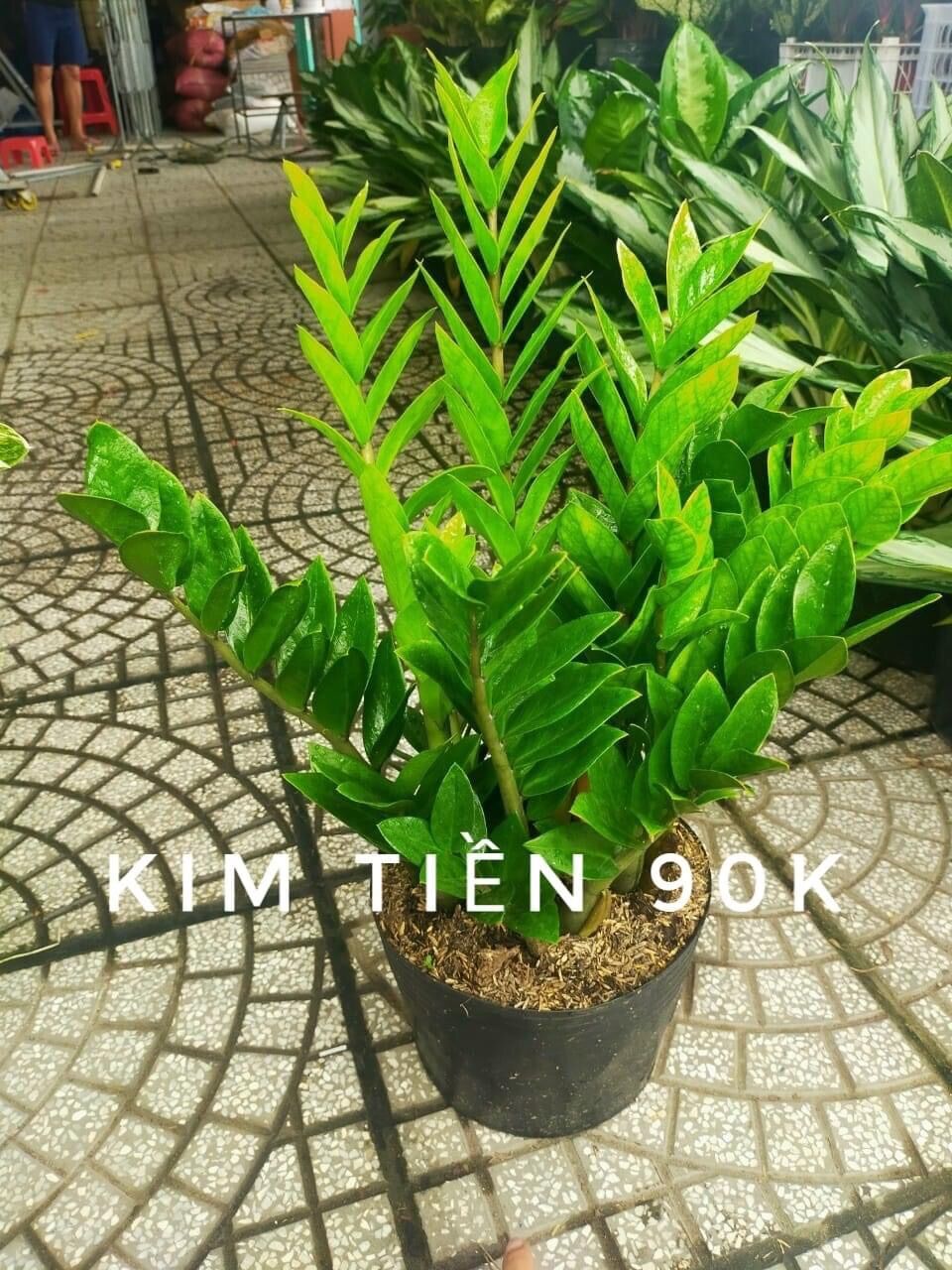 Chậu cây kim tiền