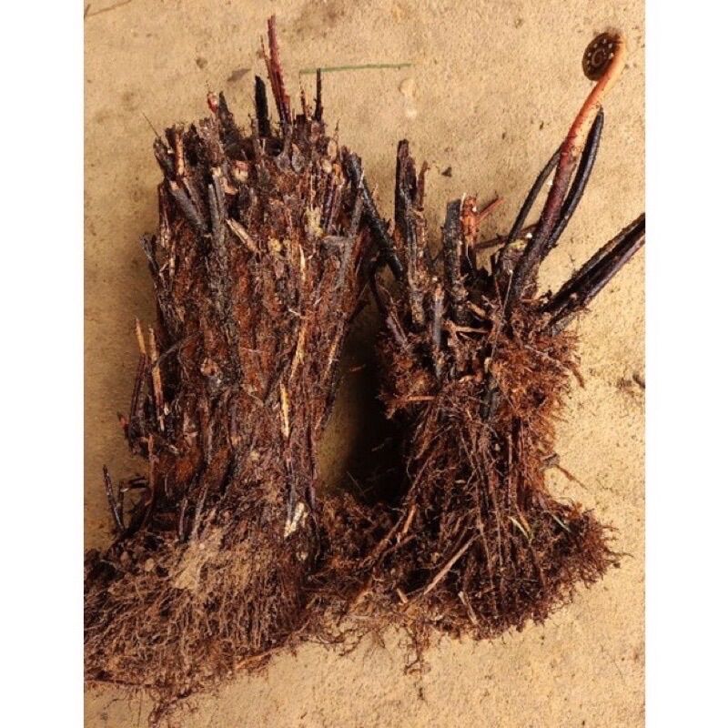 Dương xỉ thân gỗ (1caay cao 25cm)