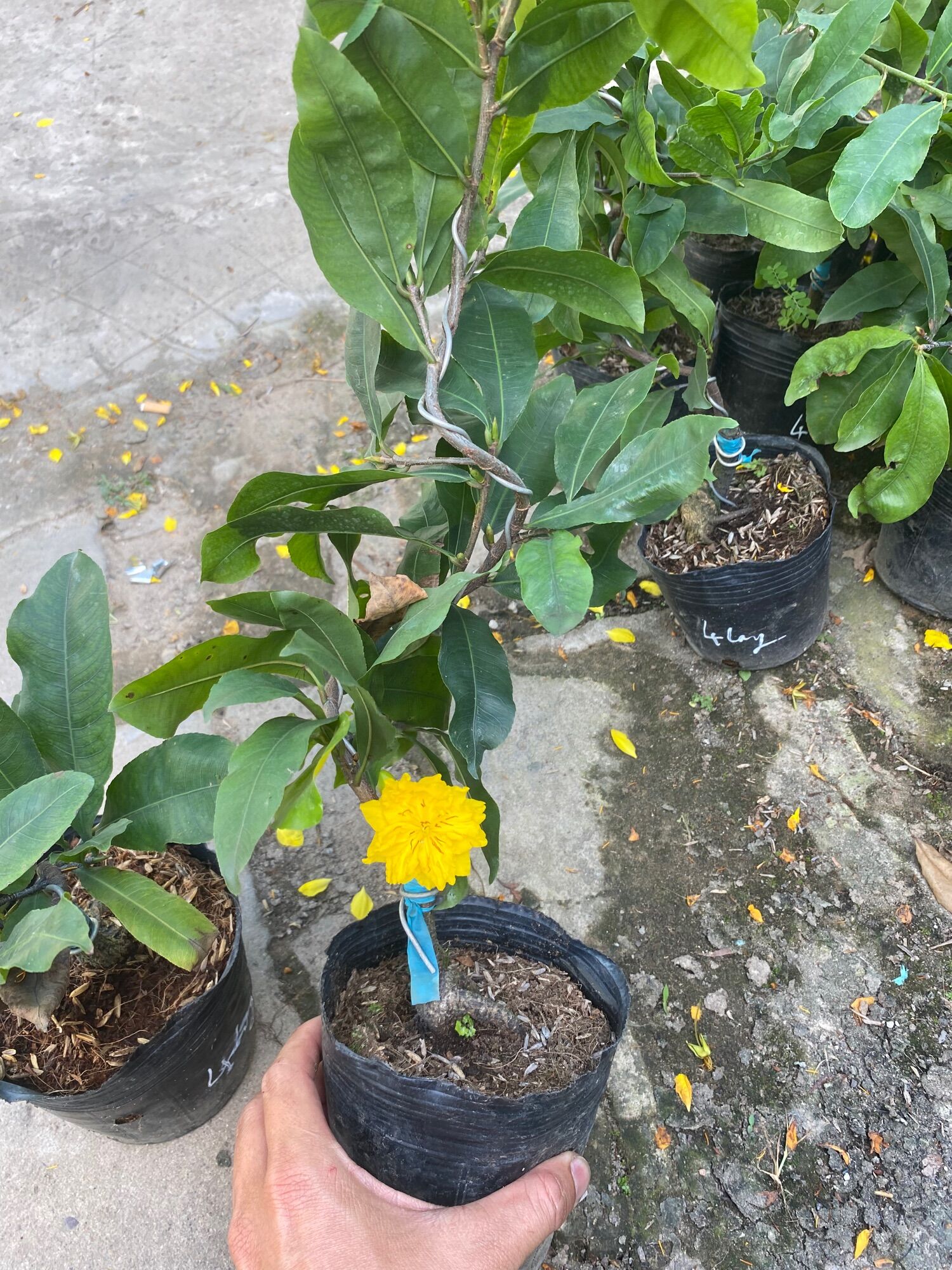 Combo 1 mai cúc thọ hương , 1 mai cúc tứ long