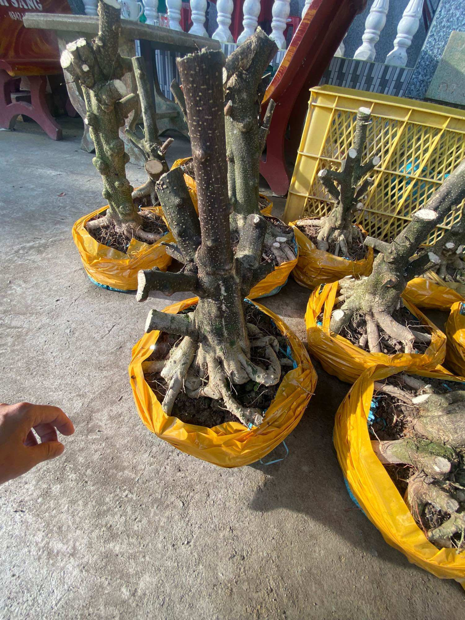 Phôi mai chiếu thuỷ đen nu ( đế đều , hoành 15 đổ lên )