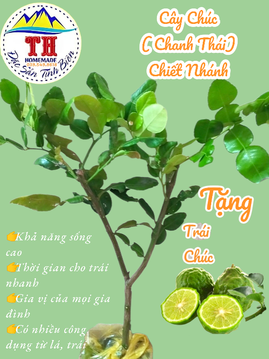 Cây chúc - chiết nhánh - đặc sản an giang