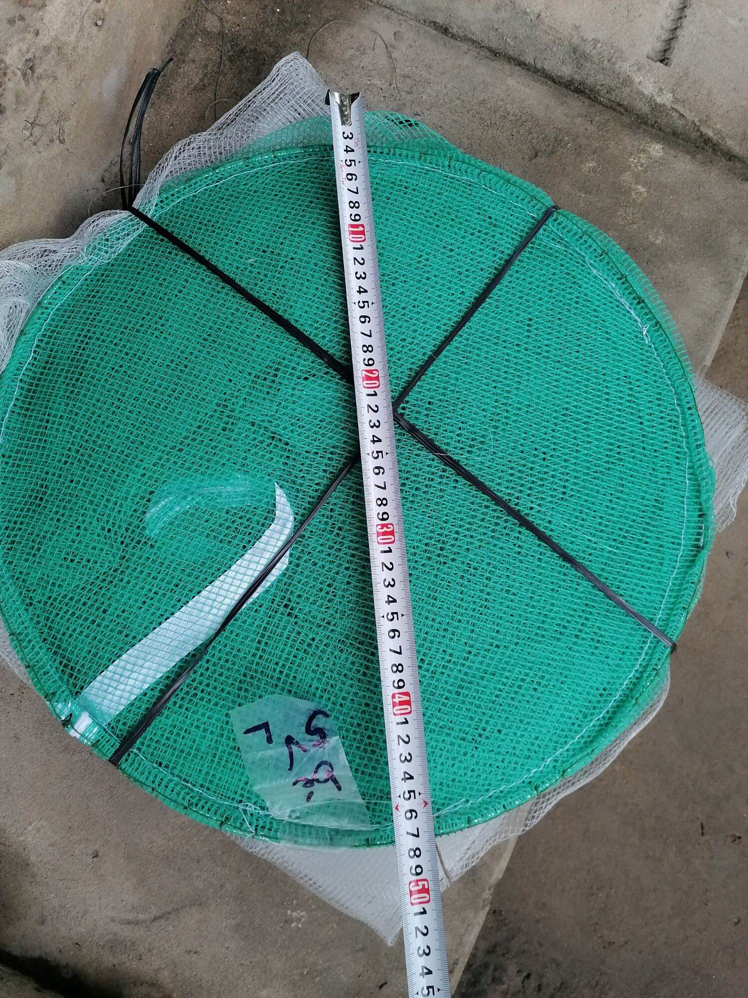 Dớn Trắng Bắt Cá ( ĐK 48cm ,3 hôm )