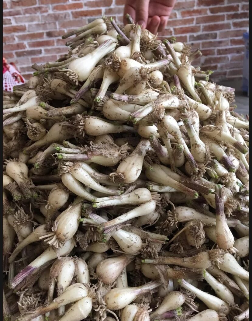 1KG CỦ KIỆU  QUẾ- HUẾ CỦ TO