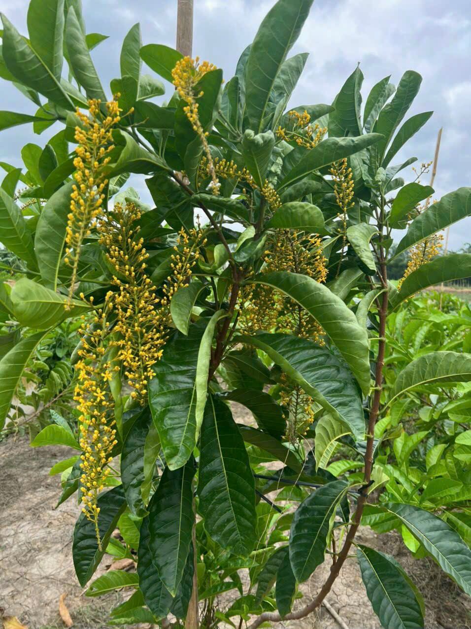 Cây lộc vừng vàng thái