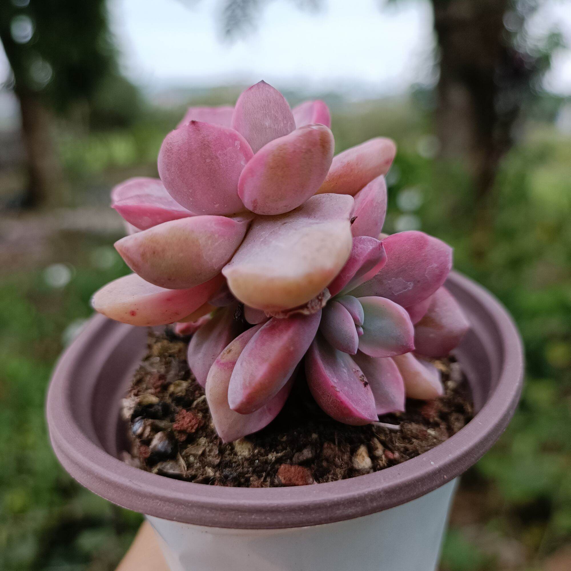 Sale 50%- Sen Đá Hồng Var - Đột Biến 1.
