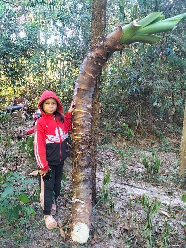 Củ Bạc Hà Núi trị ung thư( củ mọc tự nhiên trên núi Cấm linh thiêng) 10kg trị ung thư