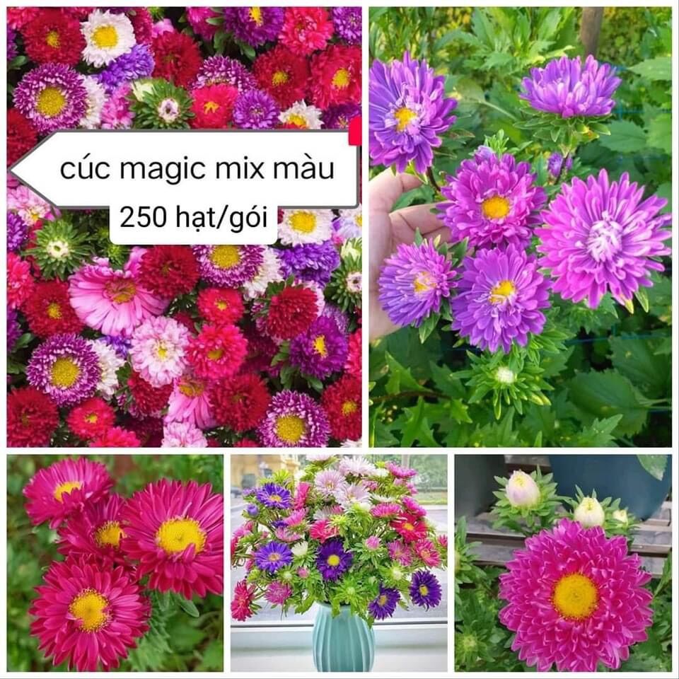 Hạt giống hoa cúc magic