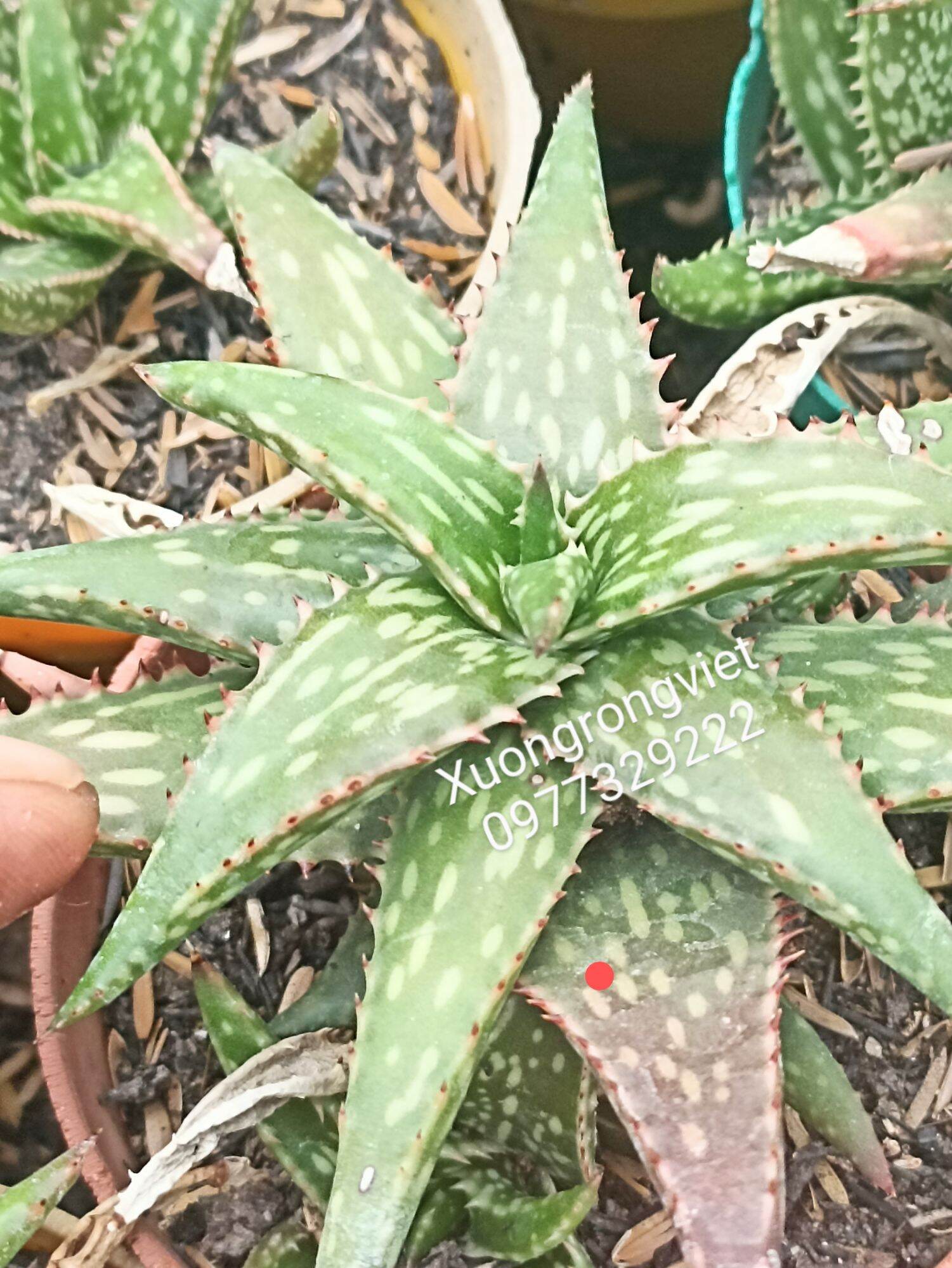 Cây aloe mỏ két