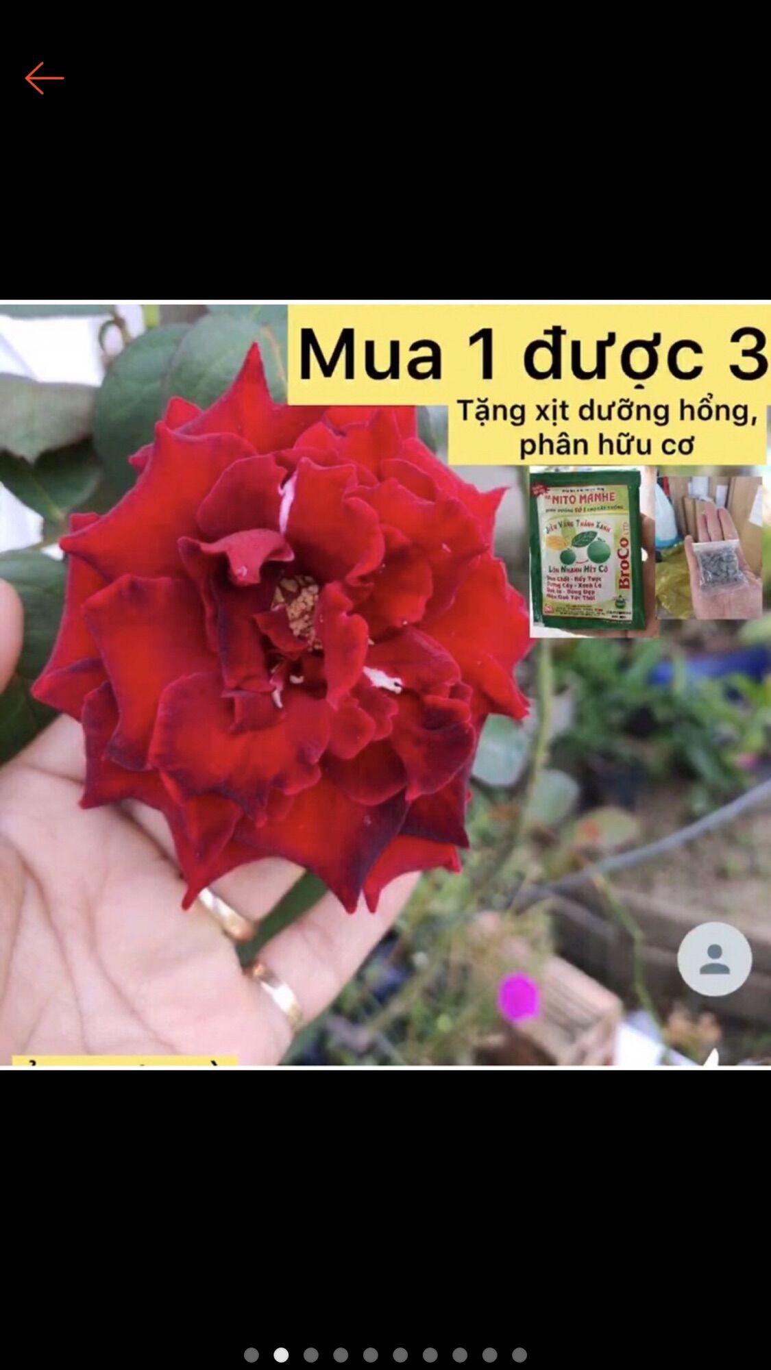 caykiengsadec - Cây hoa hồng (đỏ) siêu nụ - tặng phân bón - hoa kiểng lá - trang trí nội thất cảnh quan sân vườn ngoài trời