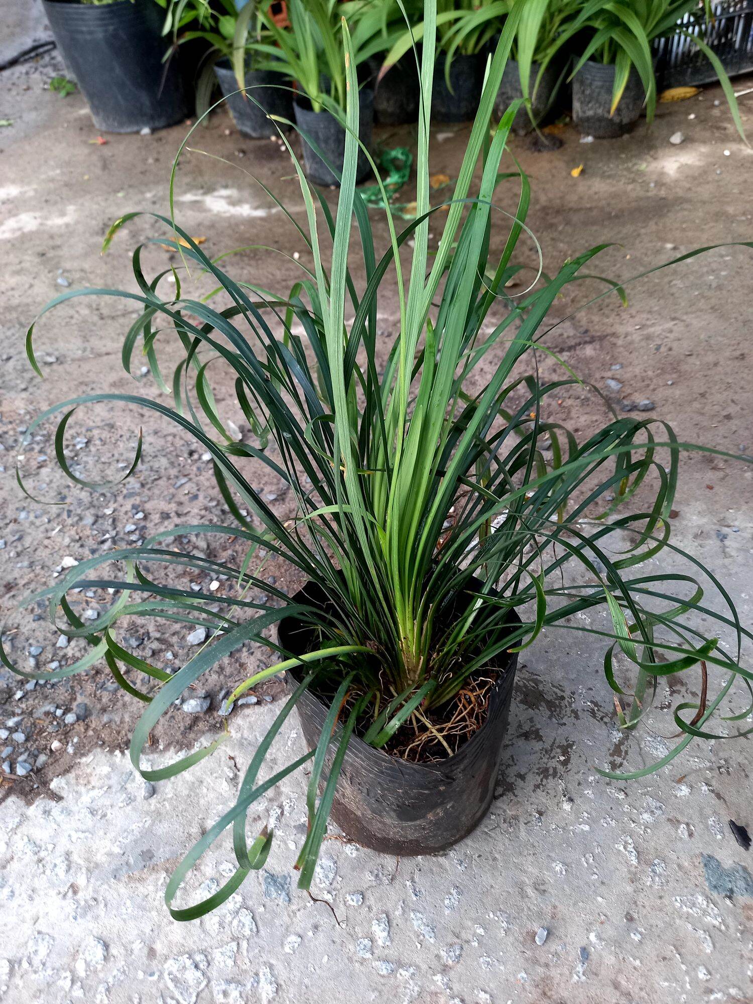 cây ngãi quoắn làm ăn.