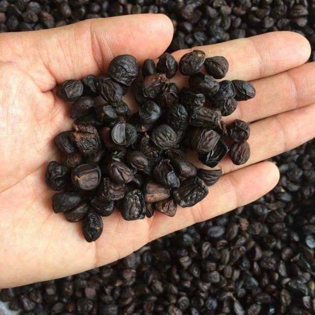 HẠT DỔI GIÁ SỈ