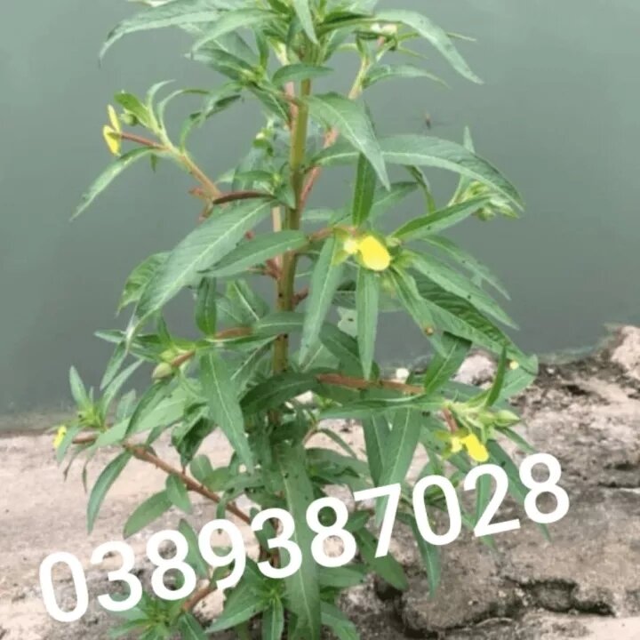 Cây rau mương tươi 1 kg