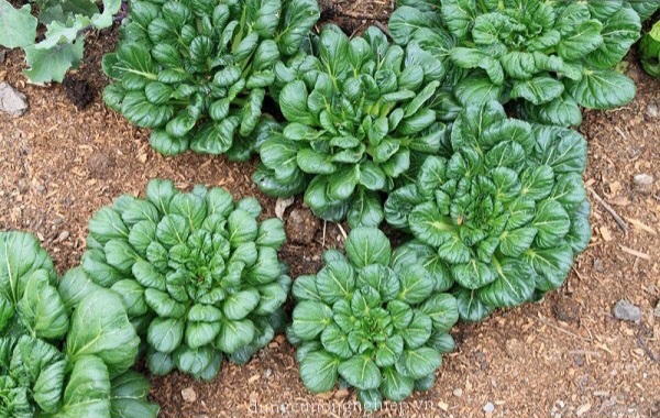 Hạt giống cải hoa hồng tatsoi gói 2 gram