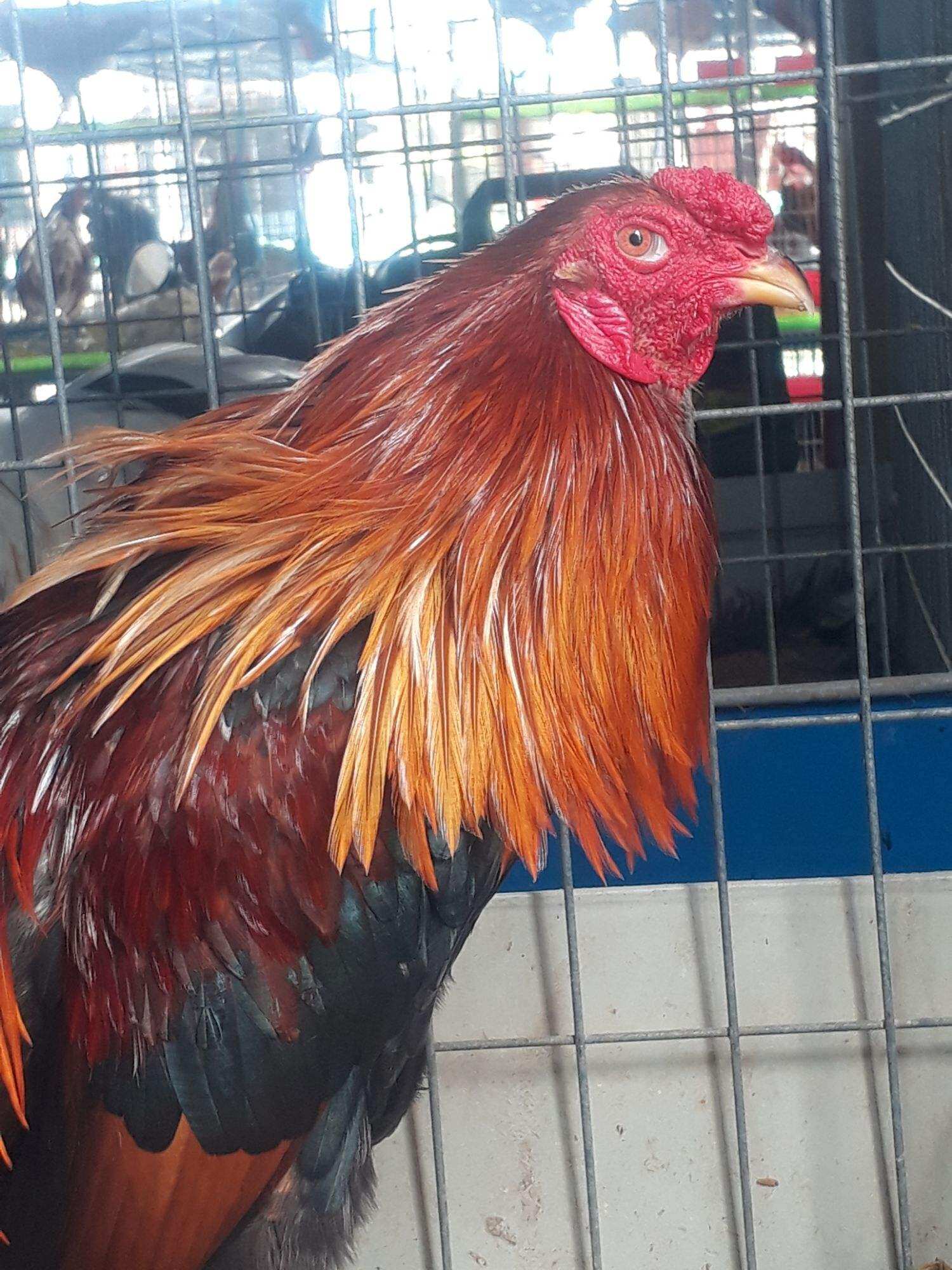 10 TRỨNG GÀ TRE ẤP NỞ CON GIỐNG .BỔN VIP