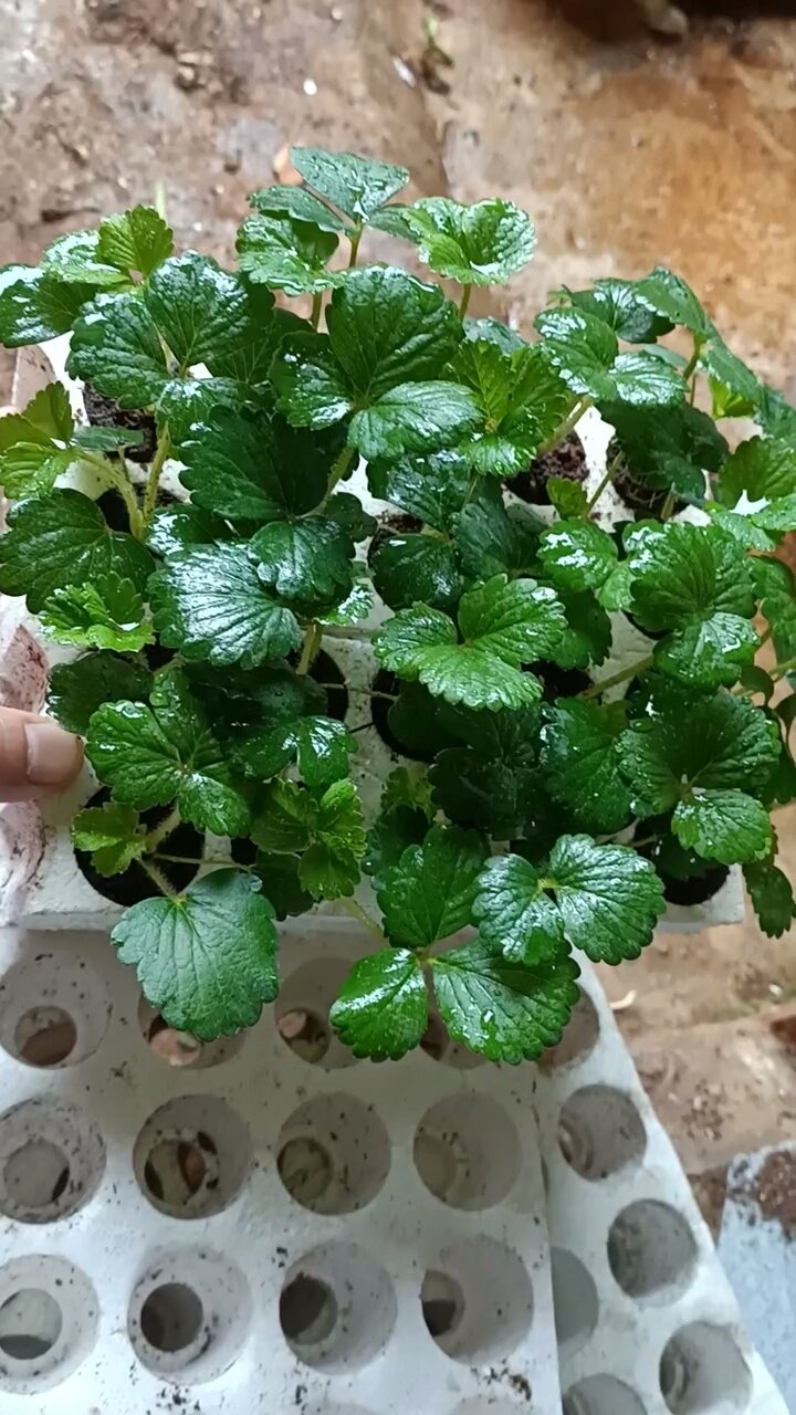 Combo 10 cây MÔ VỈ Dâu NHẬT AKi