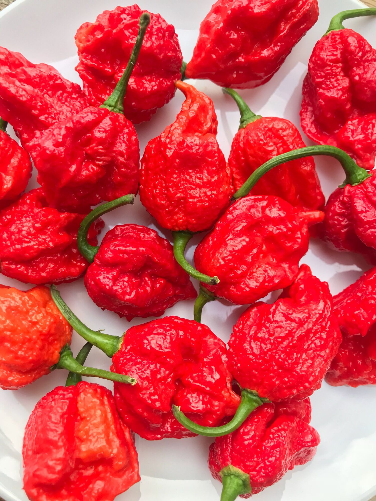 Hạt giống ớt Red primo