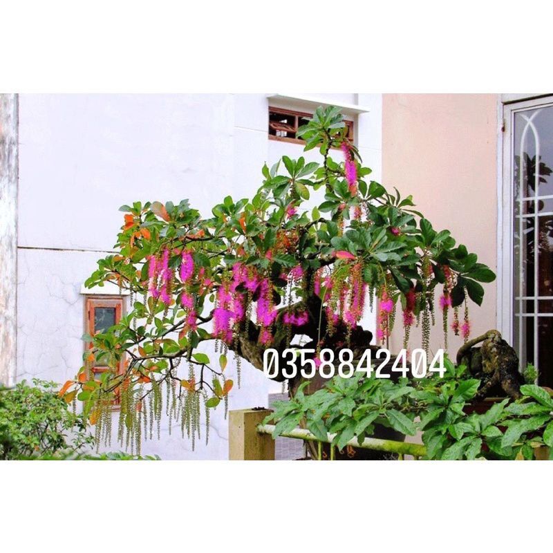 Cây giống hoa Lộc vừng