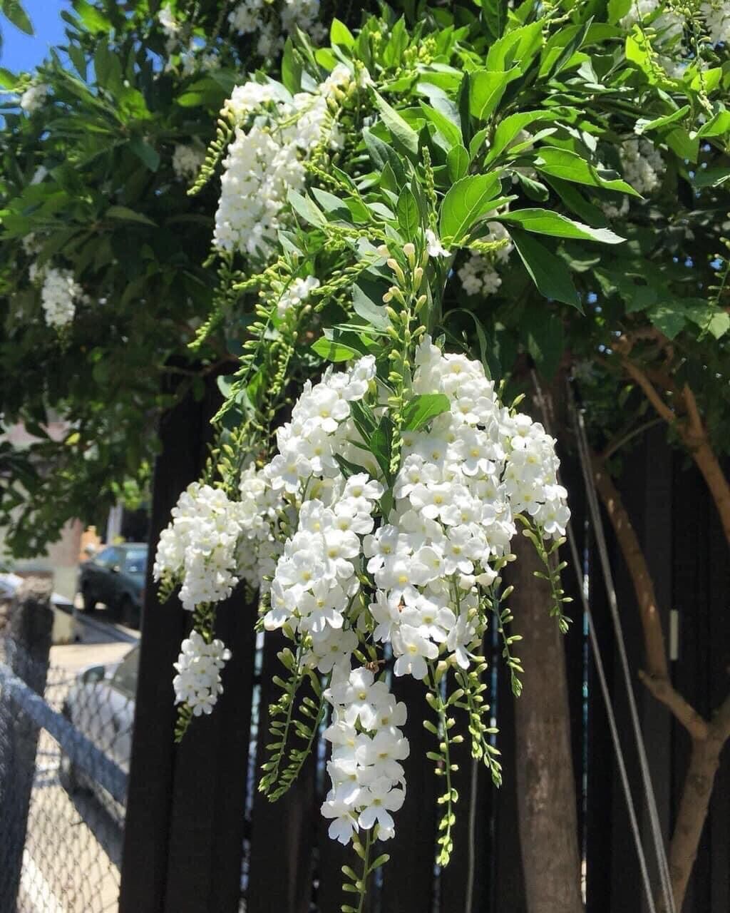 Cây chuỗi Ngọc trắng