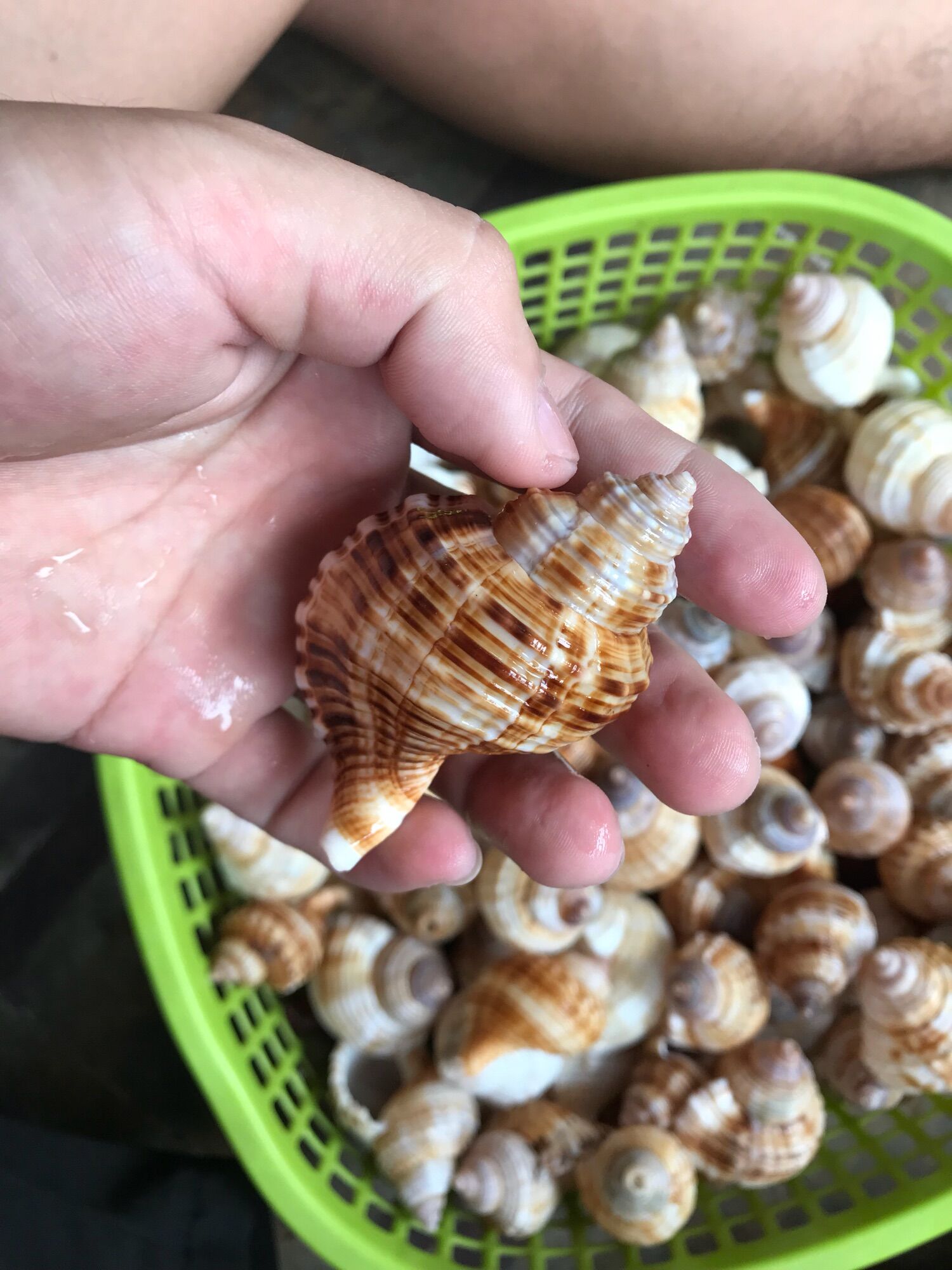 Vỏ ốc Size M++