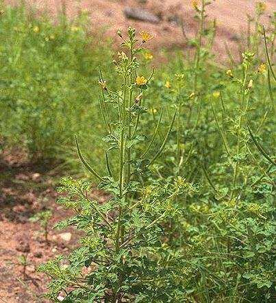 Cây màn ri khô (1-2kg)