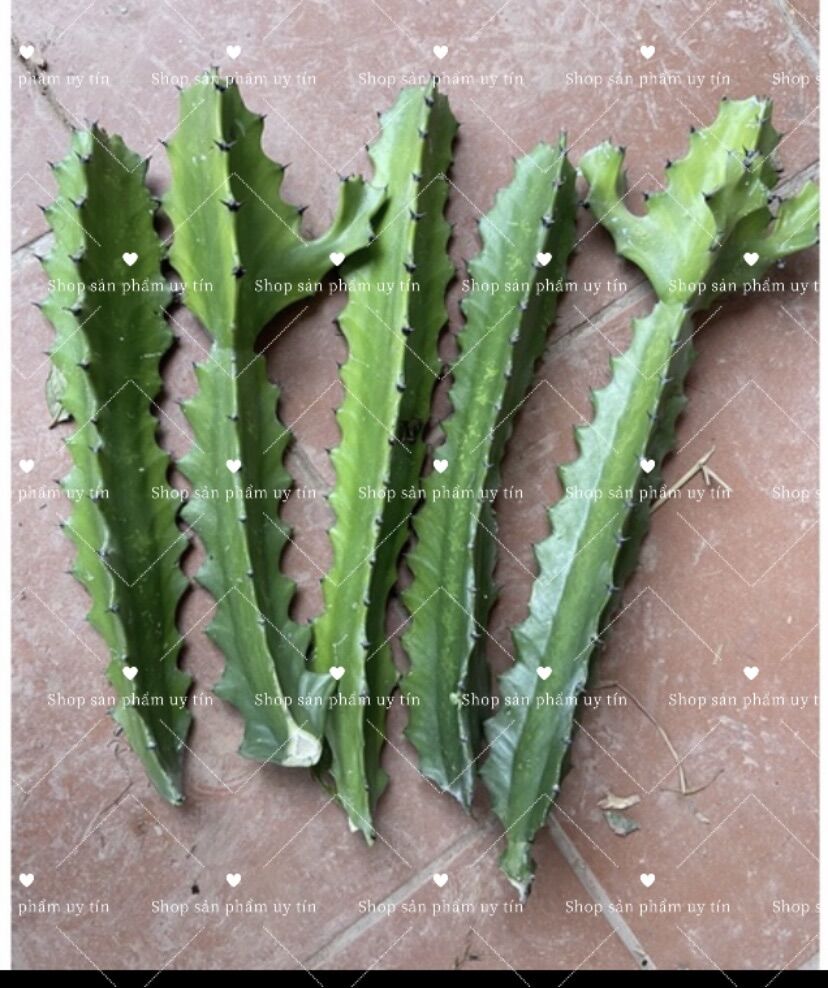 Xương rồng ba cạnh ( 1 thân)