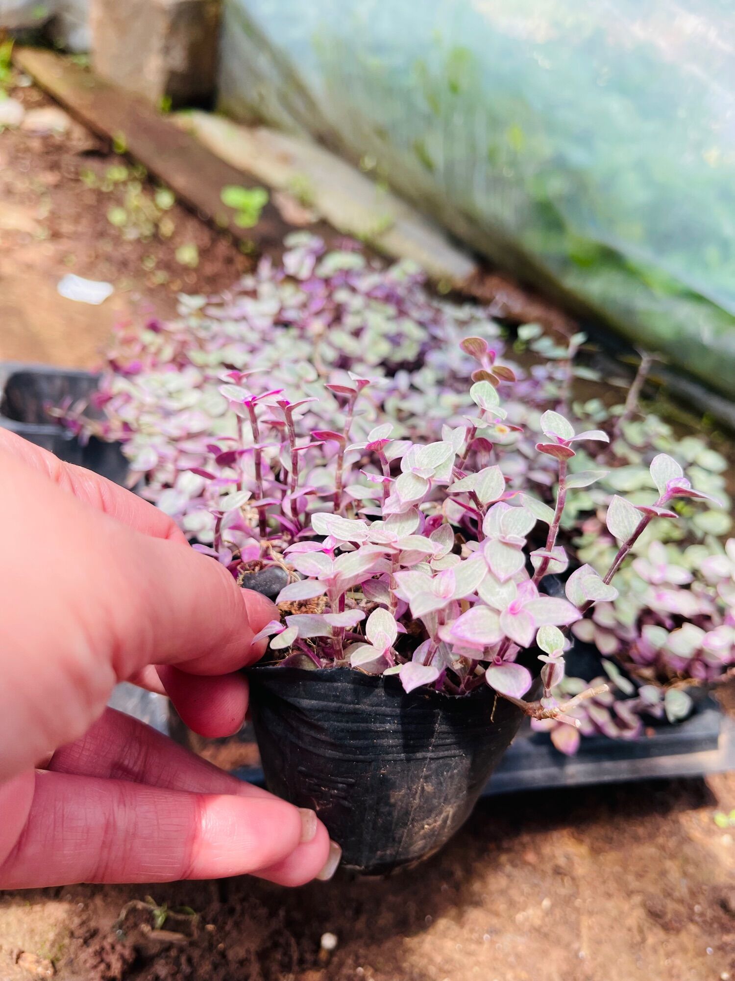 Sen đá thài lài tím size bầu 3-5 cm
