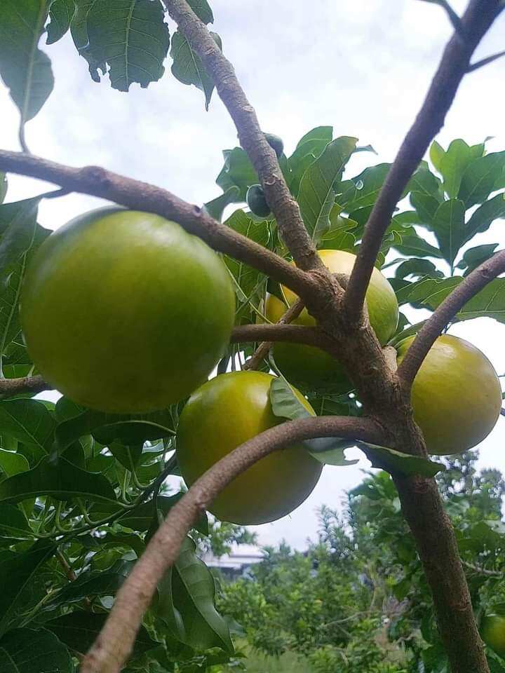 Vú sữa Hoàng Kim ghép