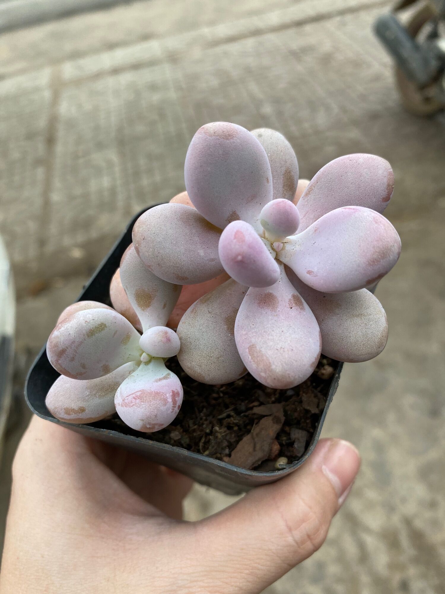 Cây sen đá sỏi hồng size chậu 7cm cây 2 đầu