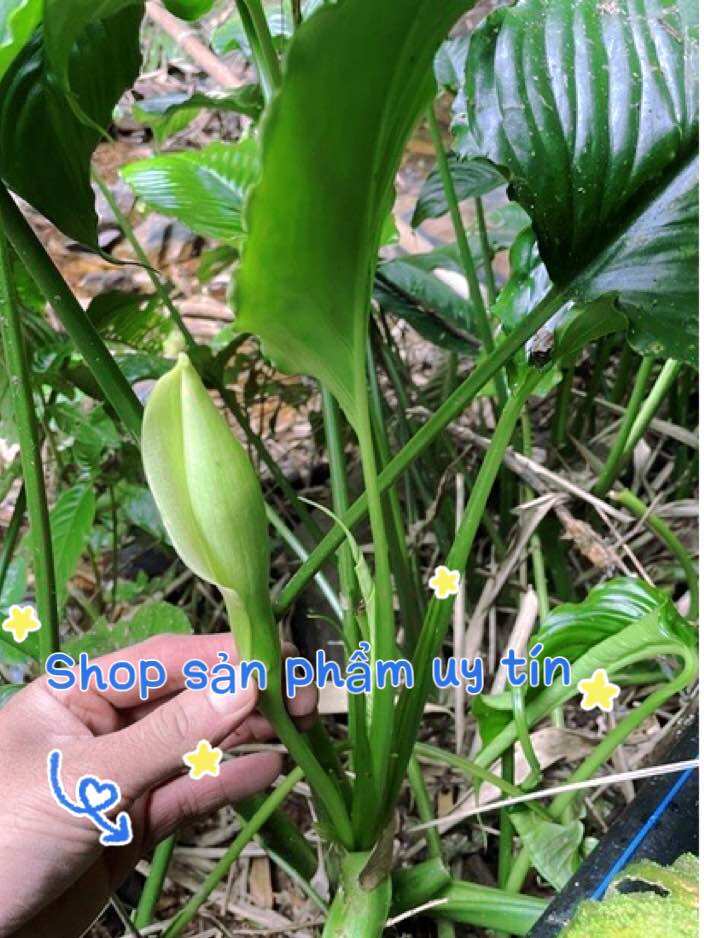 Môn rừng hoa xanh ( hàng hiếm) 1 gốc giống