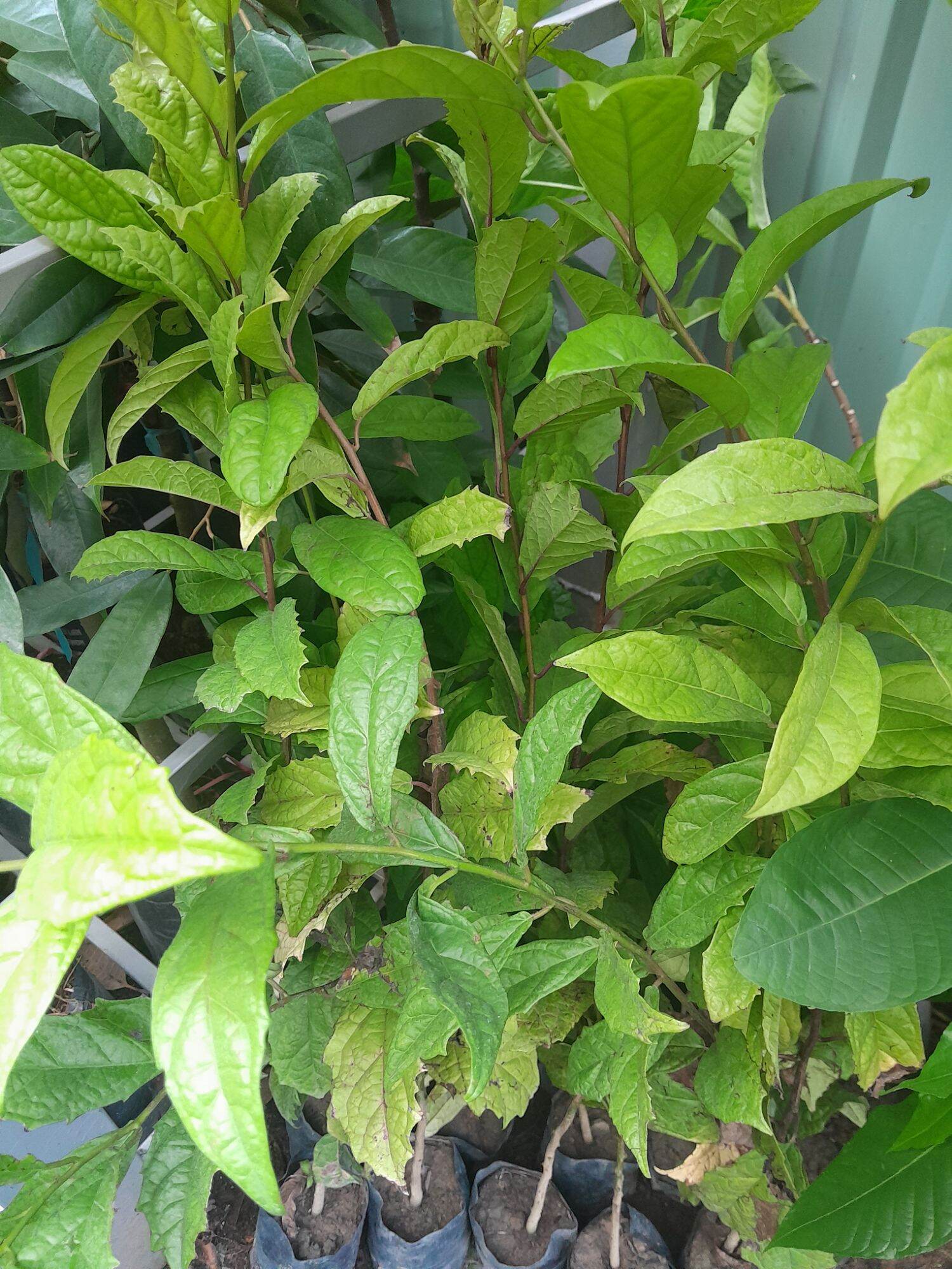 cây xạ đen hòa bình, cao từ 1m