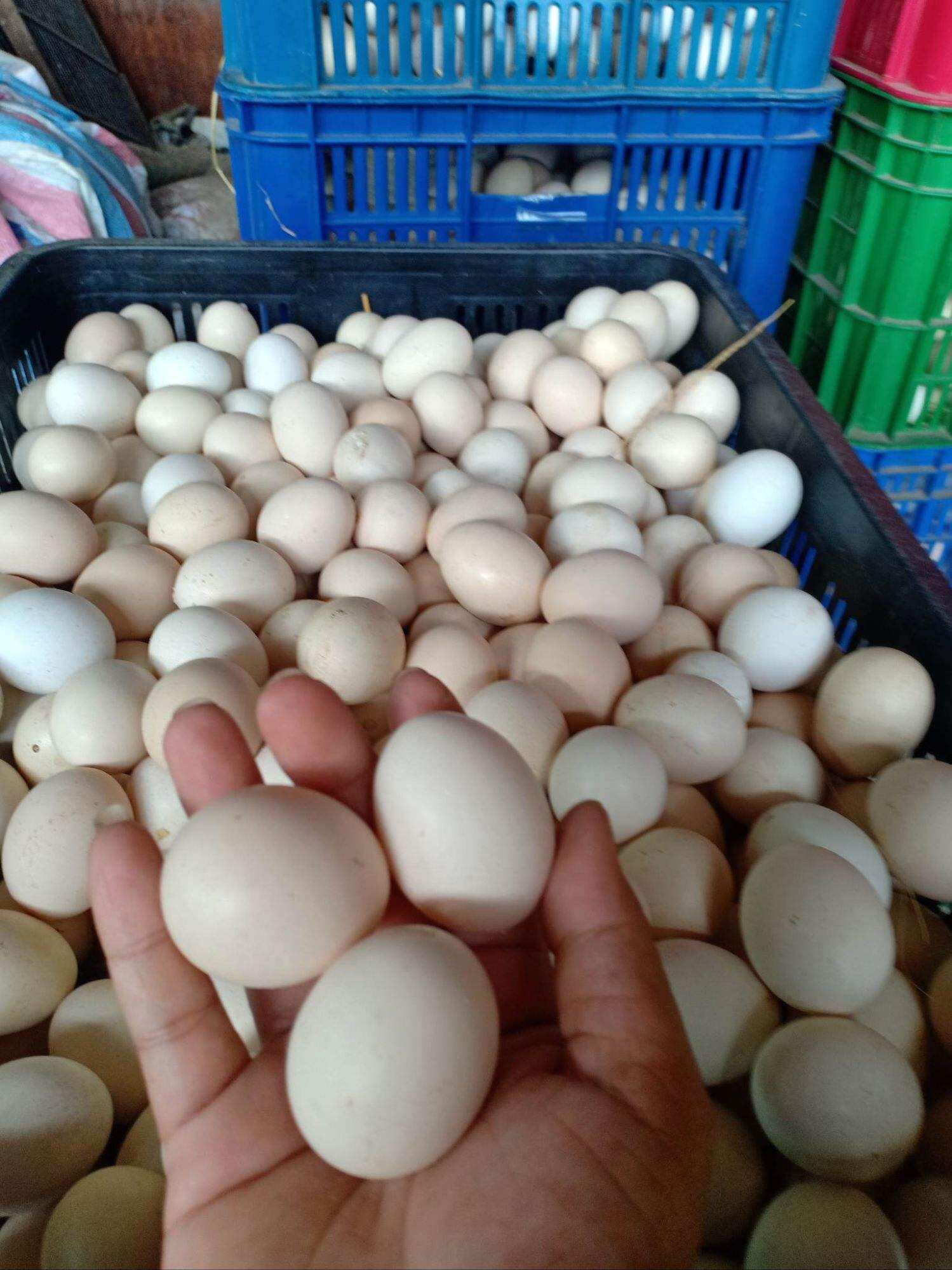 trứng gà ác lạc 10 trứng loại vừa