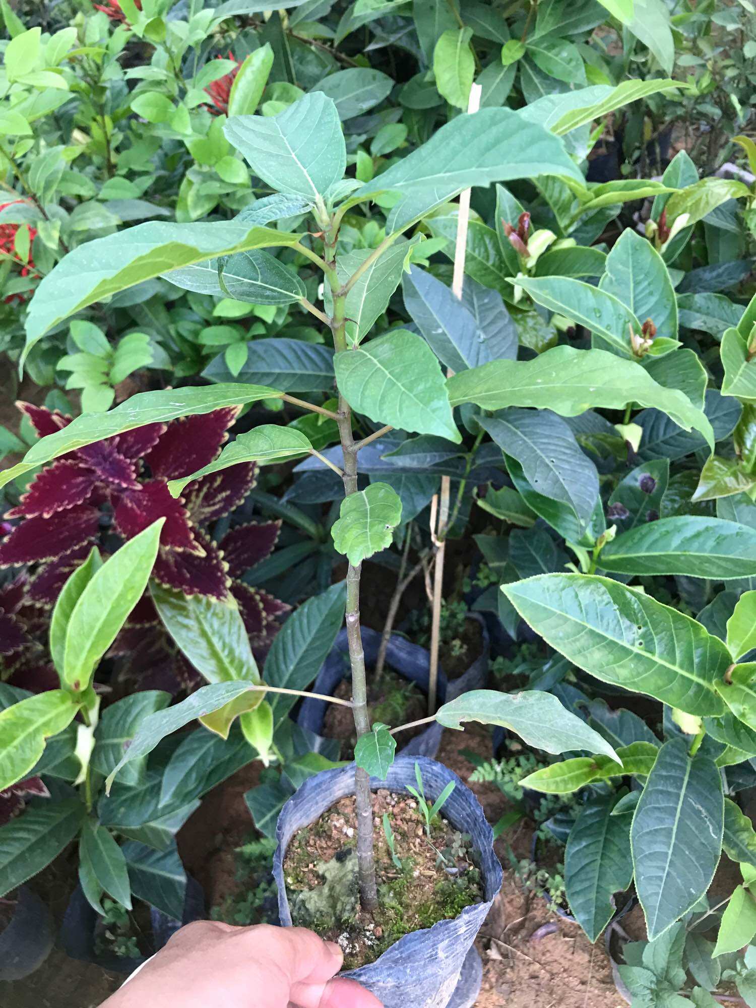 Cây sung nhỏ cao 25cm