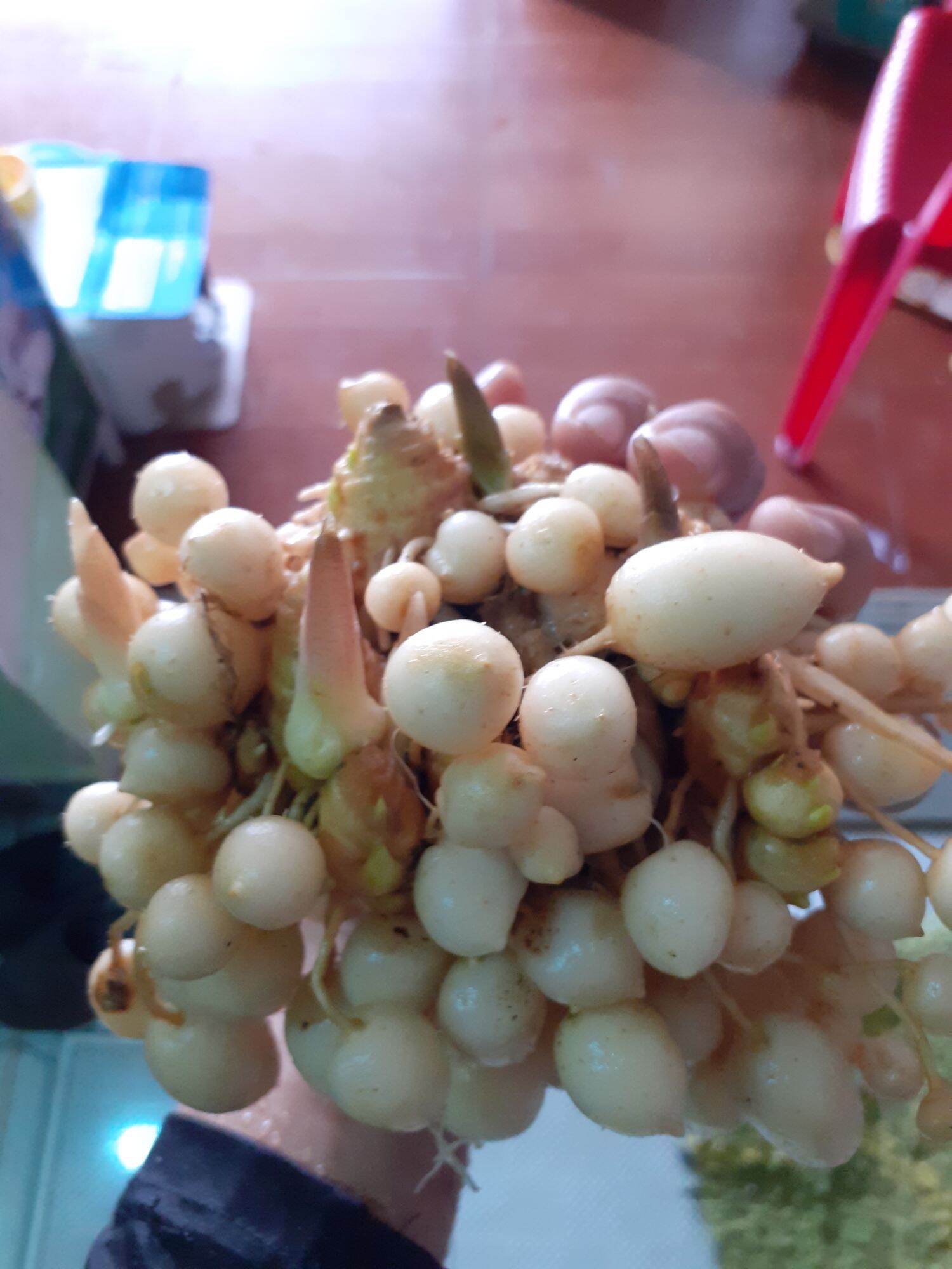 củ tam thất nam tươi 200g