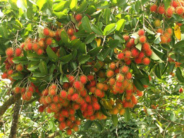 (Cây giống) Chôm Chôm Thái Lan cơm dày siêu ngọt