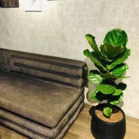 Cây bàng Singapore lá lớn