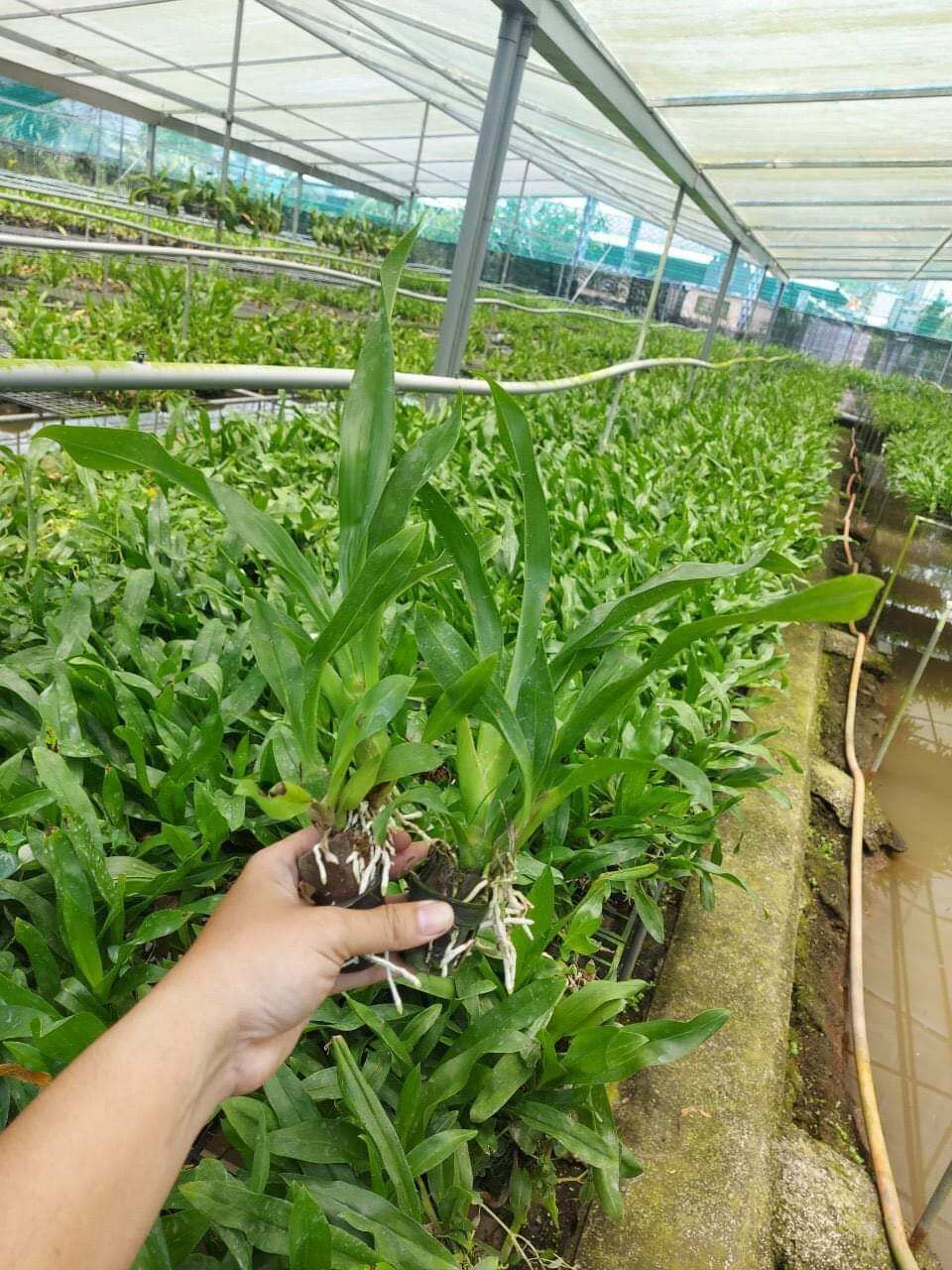 Hoàng hậu xanh cây giống