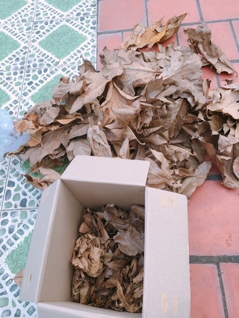 500g lá sake khô rụng tự nhiên
