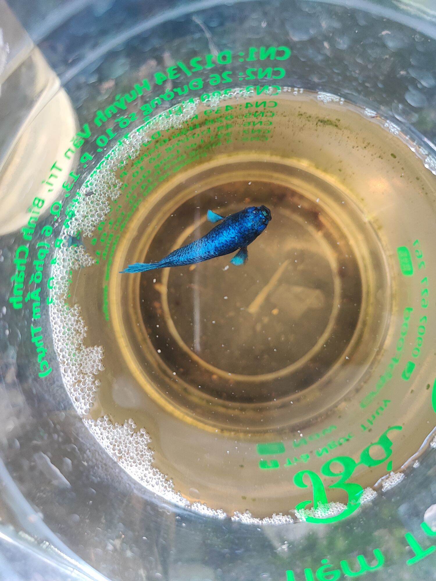 Phụ kiện Betta thủy sinh