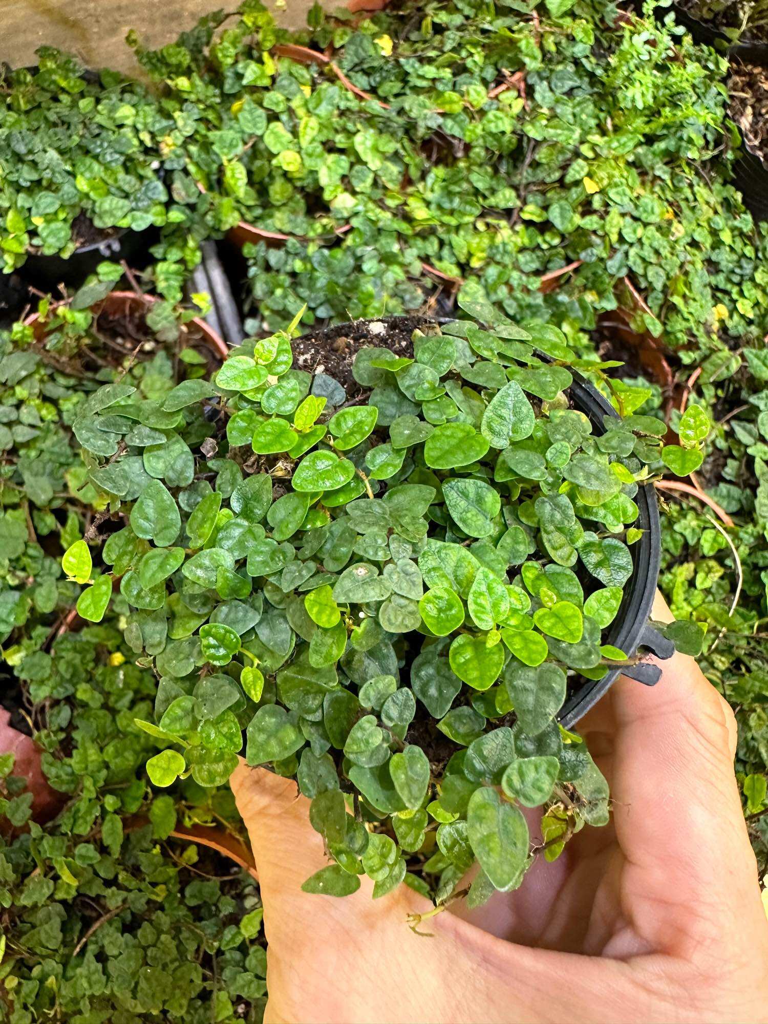 Dây leo minima, dây leo lá phong, dây leo tường terrarium, bán cạn