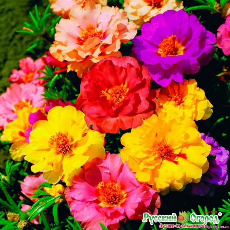 Hạt giống hoa mười giờ