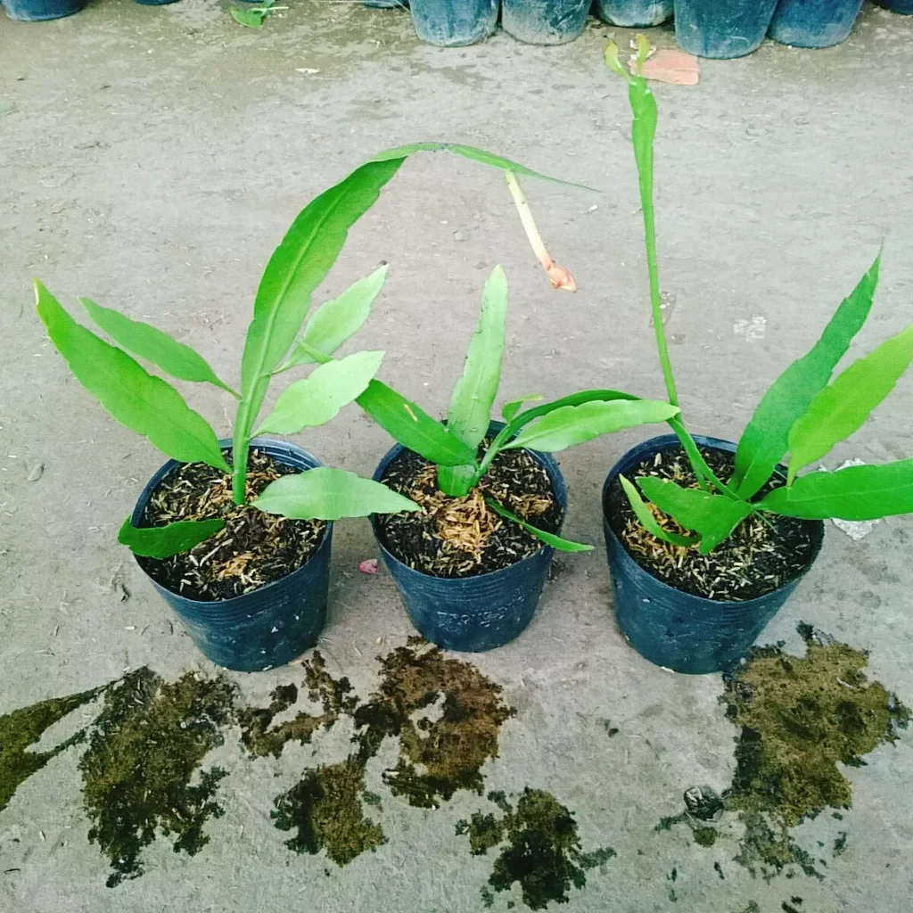 Cây Nhật Quỳnh  ( hoa thơm nở quanh năm)