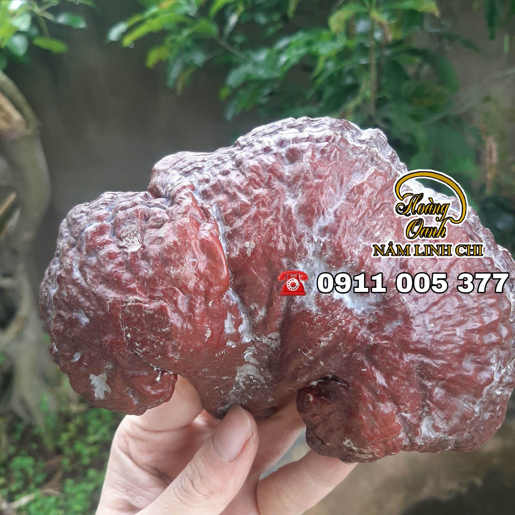 Nấm Linh Chi Đỏ 500g - HỒNG CHI NHẬT BẢN (Hồng Chi giống Nhật Bản trồng tại Việt Nam)
