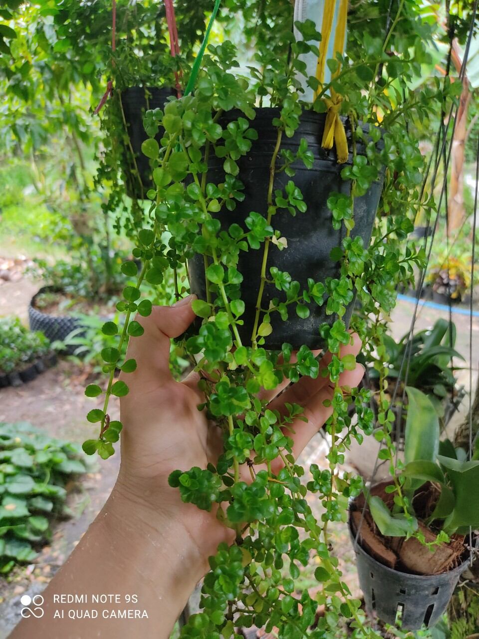 CÂY SEN ĐÁ SEDUM SÒ DÂY ( GIÁ BÁN CẢ CHẬU)