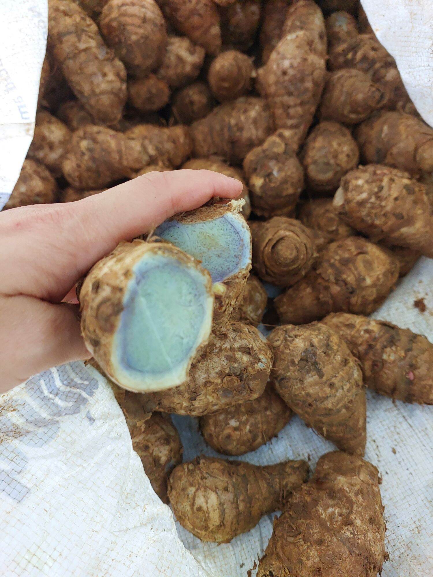 Nghệ đen tươi 1kg