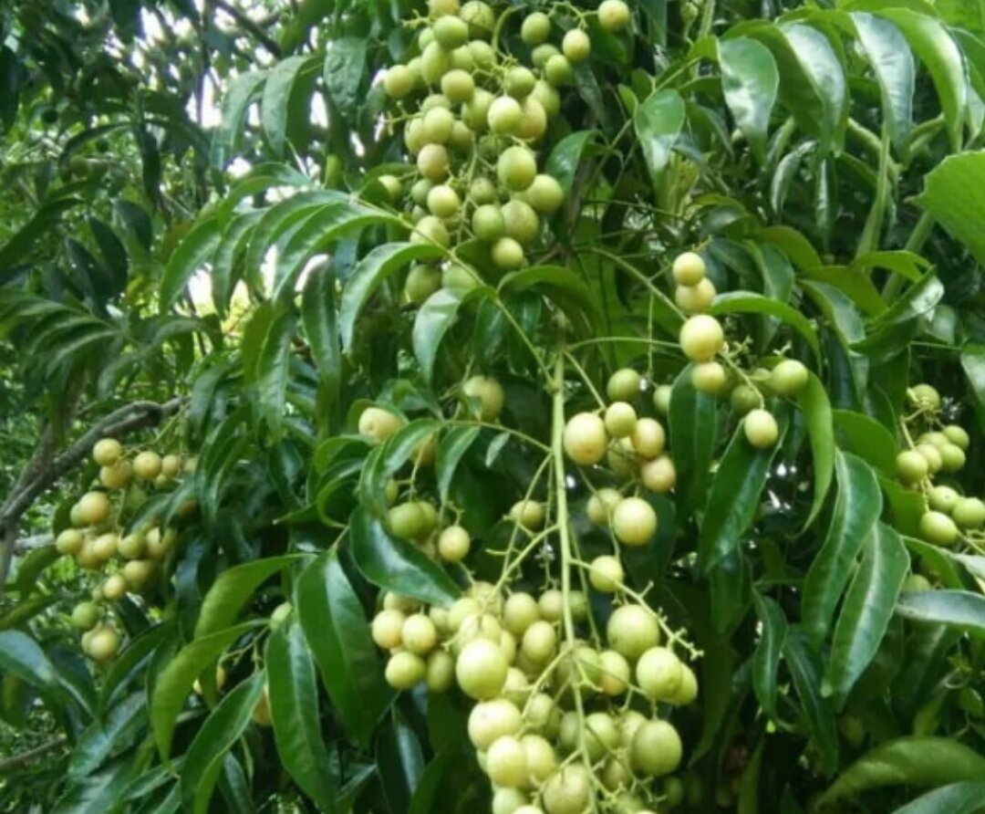 lá mắc mật tươi nhà trồng (500gr)