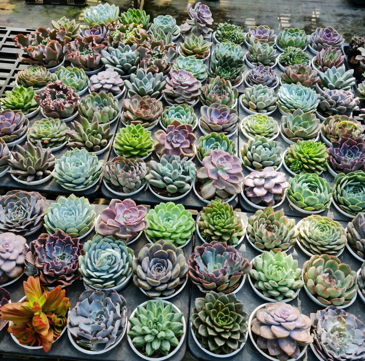 Sen đá size 5cm random cây đẹp vườn lựa